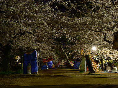 夙川の夜桜（その１２）