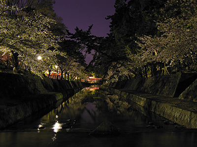 夙川の夜桜（その１０）
