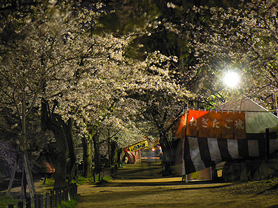夙川の夜桜（その７）