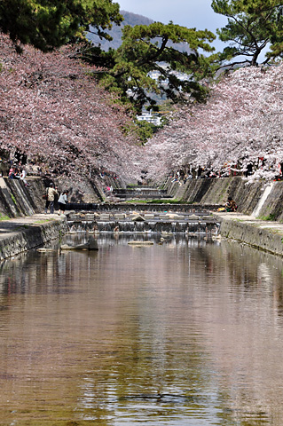 夙川の桜（その４）
