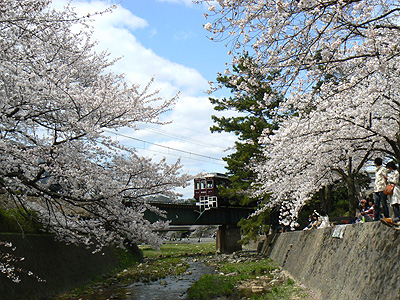 夙川の桜と阪急電車（その１）