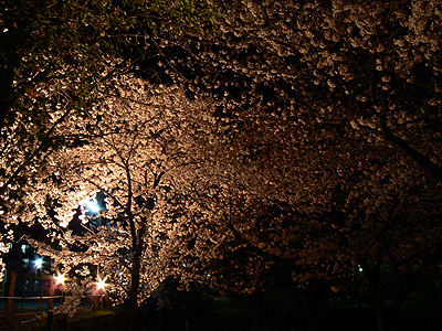 夙川の夜桜（その１４）