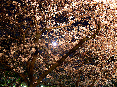 夙川の夜桜（その１５）