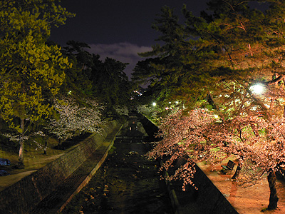 夙川の夜桜（その５）
