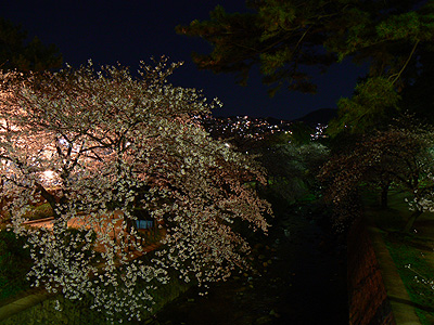 夙川の夜桜（その１３）