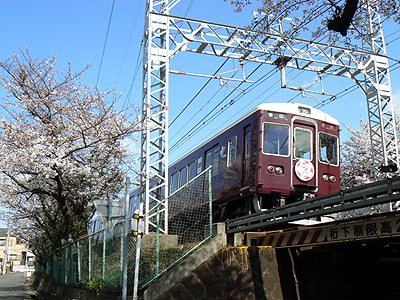 桜と阪急電車＠岡本付近（その１）