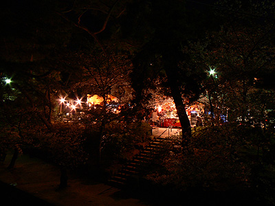 夙川の夜桜（その４）