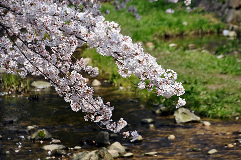 夙川の桜（その１）