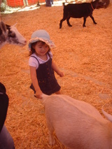 petting zoo 3