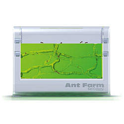 ant farm gel colony