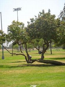 tree