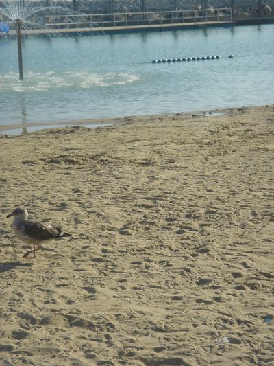 浜辺のかもめ