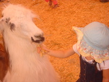 petting zoo 2