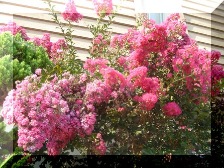 お花
