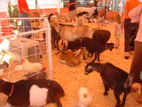 petting zoo