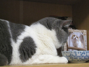 BlogPaint