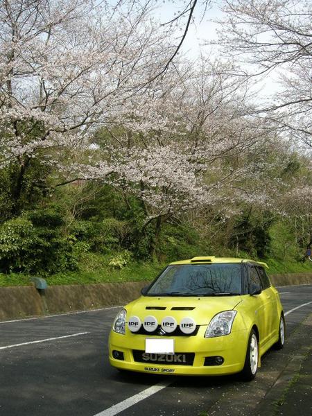 桜と変態黄色雨燕