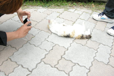 灯台には猫が居たけど瞬間を逃す！