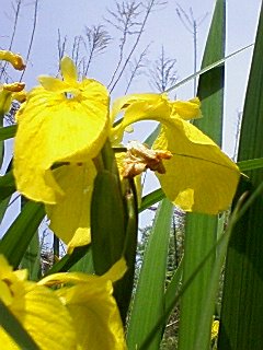 黄菖蒲1