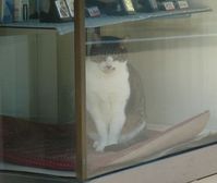 質屋ねこ02