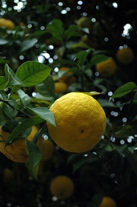 yuzu