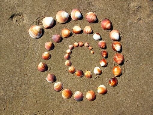 sea_shells (22)