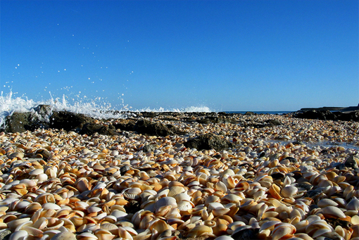 sea_shells (17)