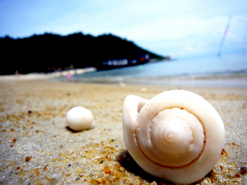 sea_shells (10)