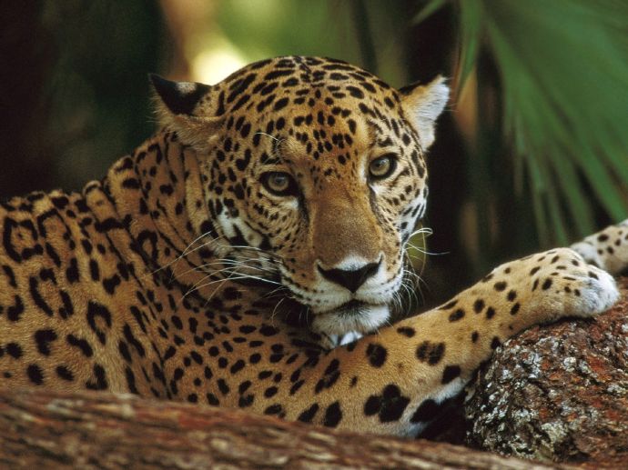 Animals (33)