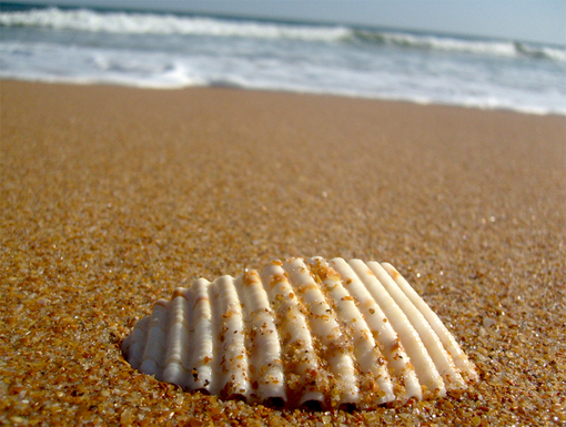 sea_shells (9)