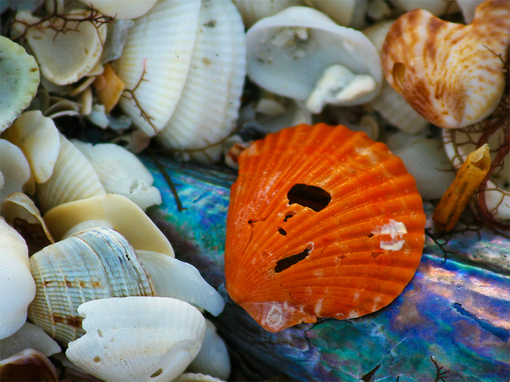 sea_shells (14)