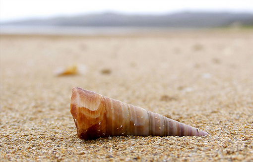 sea_shells (19)
