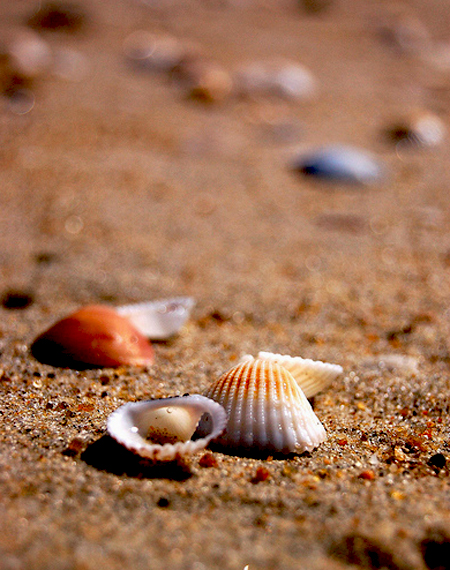 sea_shells (11)