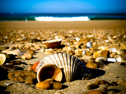 sea_shells (12)