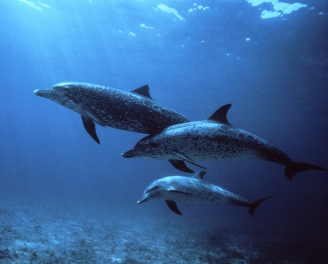 Spotted Dolphins, Bahamas