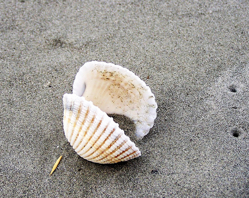sea_shells (7)