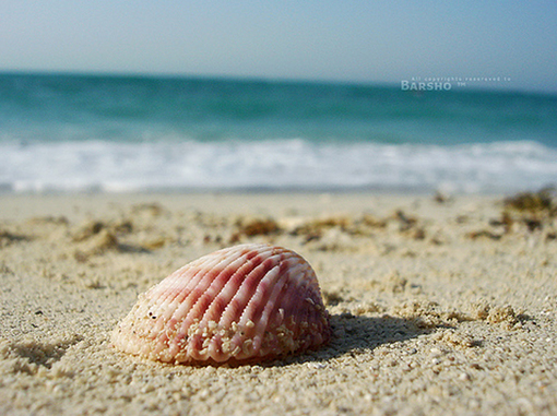 sea_shells (20)