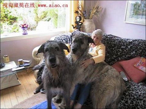 biggest_dogs_on_earth_7