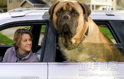biggest_dogs_on_earth_5