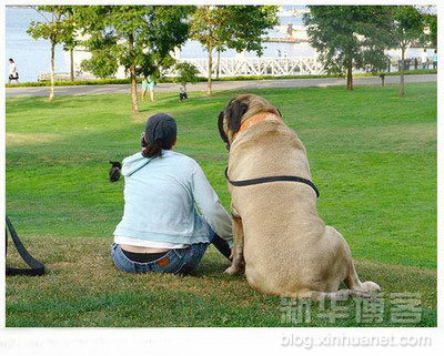 biggest_dogs_on_earth_2