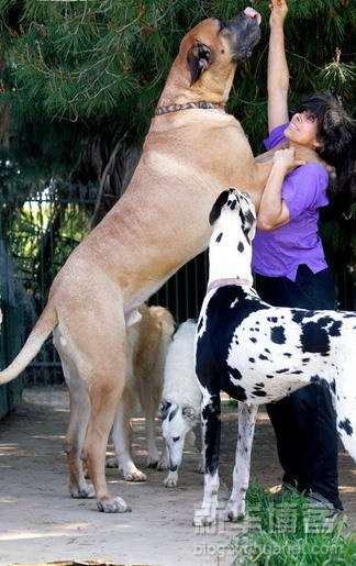 biggest_dogs_on_earth_13