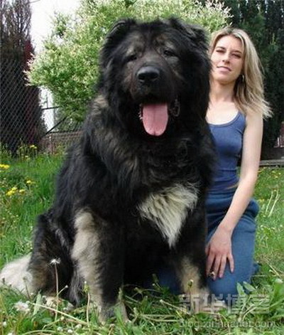 biggest_dogs_on_earth_4