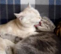 �ڥ��ڥ�