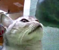 ǭ