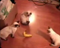 猫バナナ