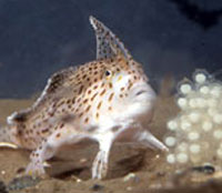 handfish