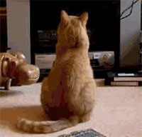 猫?