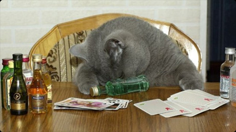 猫