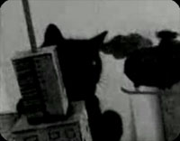 ねこできんぐ