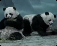 panda